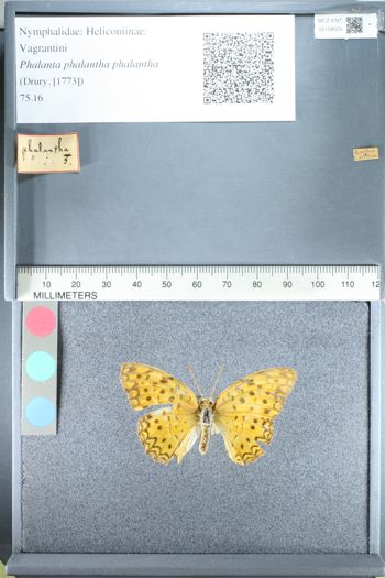 Media type: image;   Entomology 159025
